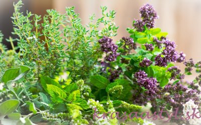 Ako založiť bylinkový záhon: Tipy na pestovanie byliniek v záhrade a na balkóne