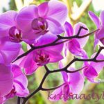 Starostlivosť o orchidey: Tipy, ktoré musí poznať aj začiatočník