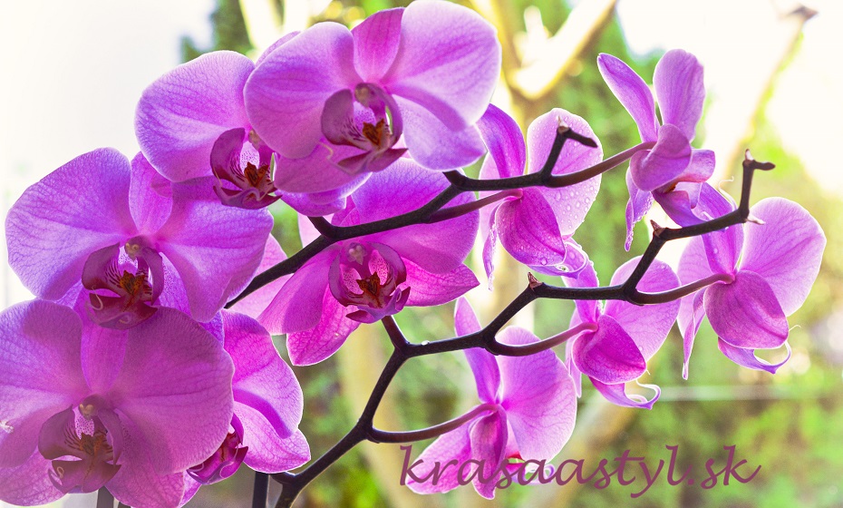 Starostlivosť o orchidey: Tipy, ktoré musí poznať aj začiatočník