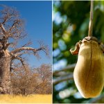 Baobab prášok z cenných plodov: Skúsiš tento doplnok stravy?