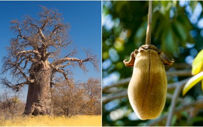 Baobab prášok z cenných plodov: Skúsiš tento doplnok stravy?