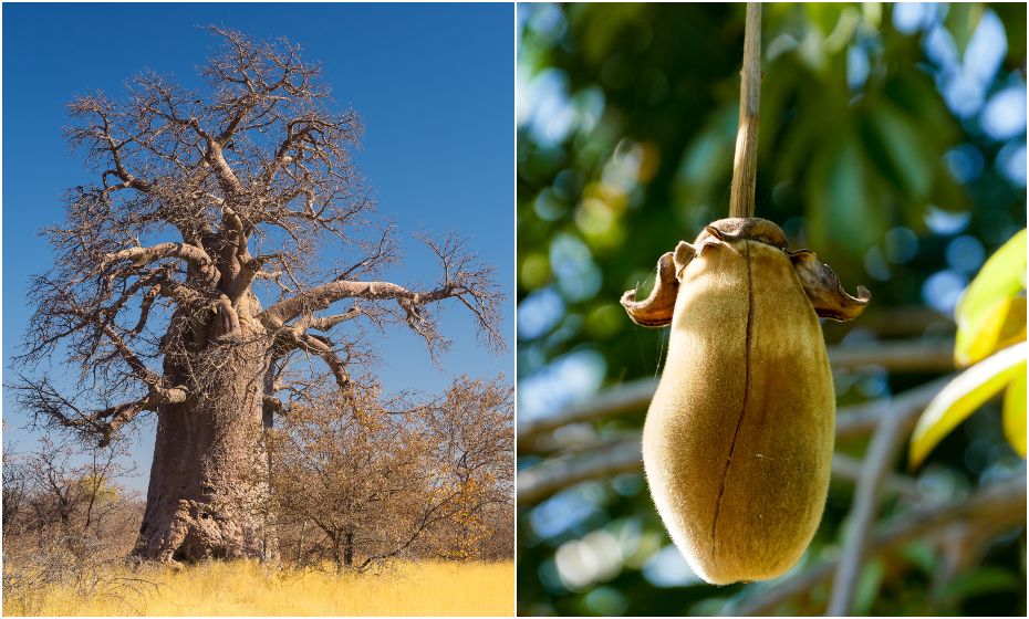 Baobab prášok