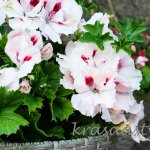 Kvety na slnečný balkón: Dôležité rady a tipy na pestovanie