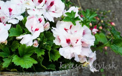 Květiny pro slunný balkon: Důležité rady a tipy pro pěstování