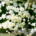 Recepty z kvetov bazy: Voňavý a zdravý bazový med a sirup