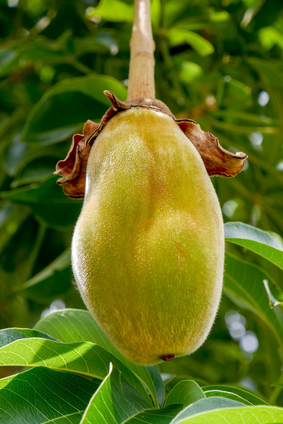 ovocie baobabu