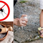 Domáci repelent proti komárom a kliešťom: Tieto bylinky to istia