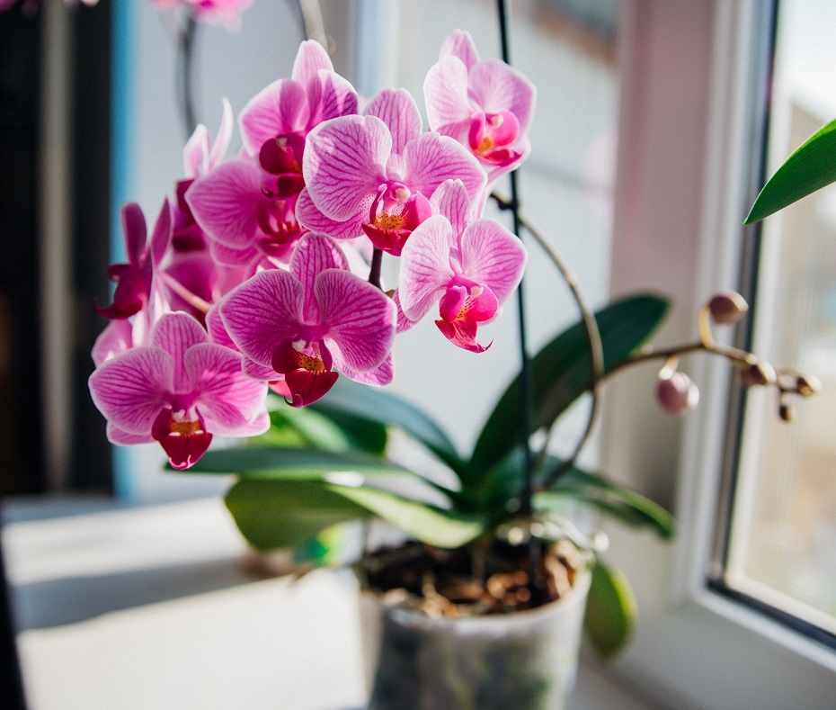 orchidea kvetinárstvo druhy ako vybrať