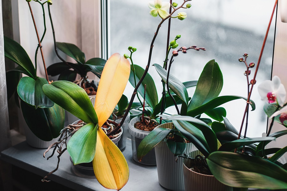 orchidea žlté listy choroby
