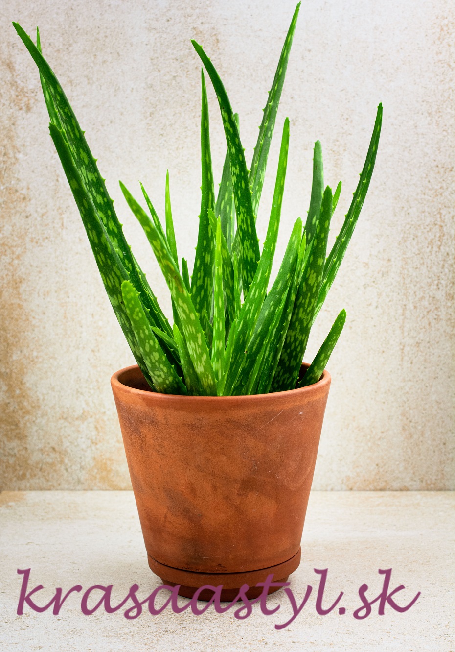 aloe vera pestovanie