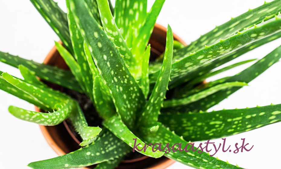 pestovanie aloe vera