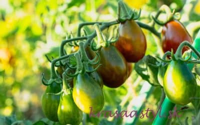 Pestovanie paradajok – od semiačka k šťavnatým rajčinám plným chuti