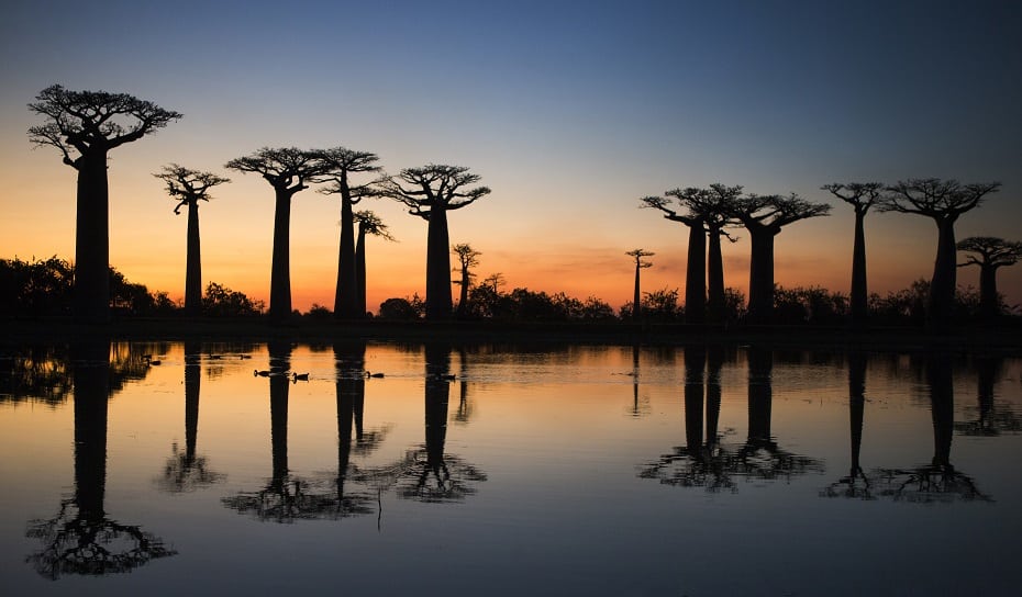 kde rastú baobaby veľké stromy