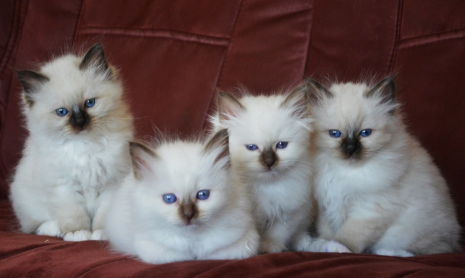 malé mačatá sedia na gauči