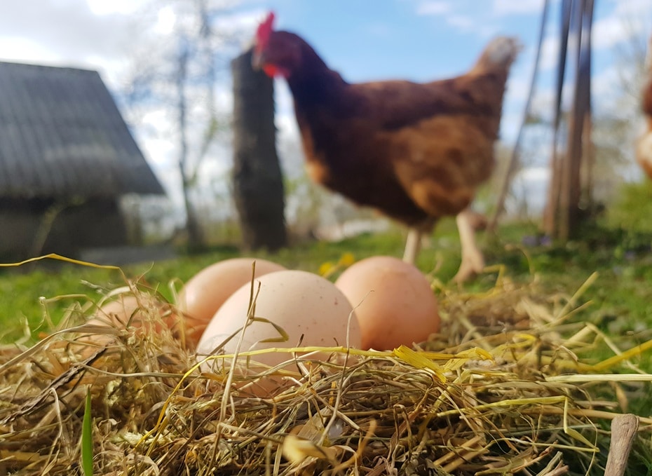vajíčka v hniezde zniesla sliepka